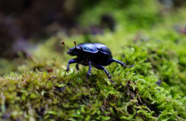 Mavi renkli parlak siyah bir böcek, kalın yeşil yosunların üzerinde sürünüyor. Fotoğraf, mikro evrenin güzelliğini, doğanın detaylarını ve biyolojik çeşitliliğini aktararak yosun tabakasının canlı renklerini ve dokusunu vurgular..