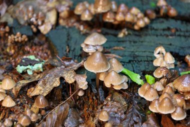 Çeşitli boyutlarda mantarlar sonbahar yapraklarıyla kaplı bir ağaçta yetişir. Fotoğraf, orman doğasının zenginliğini ve ekosistemini aktarıyor. Yaşam döngüsünü ve bozulmanın güzelliğini vurguluyor..