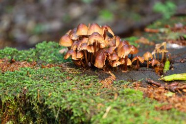 Yeşil yosunlarla kaplı devrilmiş bir ağaçta büyük bir mantar grubu büyüyor. Fotoğraf doğal bir etkileşim gösteriyor. Hayat ve organik güzelliklerle dolu büyüleyici bir mikro evren yaratıyor..