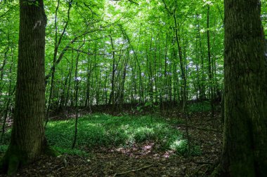 Güneş ışığı, sık ağaç gölgelerinin arasından süzülerek orman zemininde yeşil çalılıklarla kaplı bir ışık ve gölge oyunu yaratır. Bu sahne doğal bir ormanın tazeliğini, sükunetini ve gizemli güzelliğini anlatıyor..