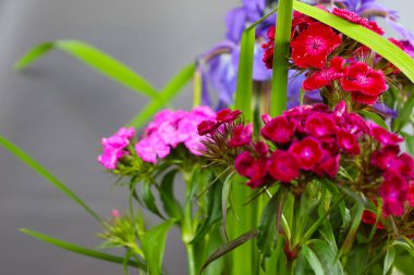 Renkli bir karanfil buketi ve mor farklı tonları olan süsen çiçekleri. Makro fotoğraf yaprakların ve yaprakların dokusunu vurgular, dinamik ve şenlikli bir hava yaratır..