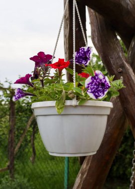 Sığ bir alan derinliğindeki bu çekim, canlı petunyaları olan beyaz bir tencereyi gösteriyor. Bahçe çiçeklerinin dekoratif güzelliğini ön plana çıkarıyor ve teras ya da balkon dekorasyonu için mükemmel rahat bir atmosfer yaratıyor..
