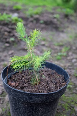 Bu sığ bir tarla derinliğine sahip makro çekim, plastik bir tencerede genç bir kozalaklı ağaç fidanı gösteriyor. Görüntü ağaç dikmenin ve büyütmenin önemli bir anını aktarıyor, yeni bir hayatın başlangıcını ve doğayla ilgilenmeyi simgeliyor..