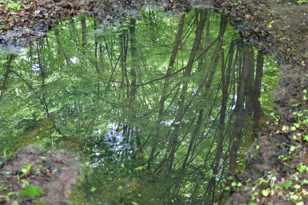 Toprak bir yoldaki su birikintisinde orman ağaçlarının ve yeşil gölgelerinin yansıması. Bu illüzyon, yağmurdan sonra yeryüzü ve gökyüzünü birleştiren doğanın güzelliğini ve uyumunu aktarır..