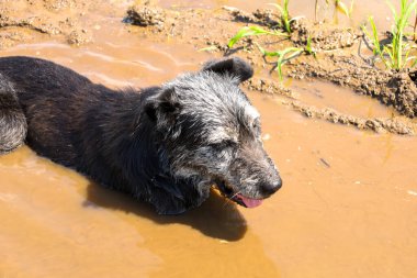 Bir köpek sıcak güneşin altında çamurlu bir su birikintisinde serinlemekten hoşlanır. Yüzü, bu yaz gününde huzur ve memnuniyeti ifade eder..