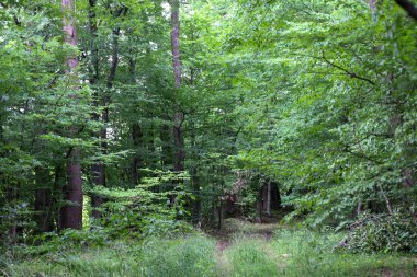 Etrafı çeşitli ağaçlar ve otlarla çevrili sık yeşil bir ormanın derinliklerine uzanan bir orman yolu. Bu fotoğraf, izleyicileri vahşi doğanın dünyasına adım atmaya çağıran bir huzur ve gizem hissi veriyor..