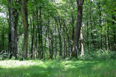 Yoğun yapraklı uzun ağaçlarla çevrili bir ormanda yeşil bir açıklık sakin ve gölgeli bir atmosfer yaratıyor. Bu manzara bir yaz ormanının dinginliğinin ve tazeliğinin mükemmel bir göstergesidir..