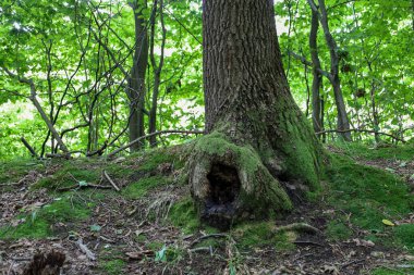 Köklerinde yosun olan yaşlı bir ağaç doğal bir oyuk oluşturuyor. Bu çekim, ormanın yaşını, gücünü ve doğal güzelliğini gösteren bir huzur ve gizem hissi veriyor..
