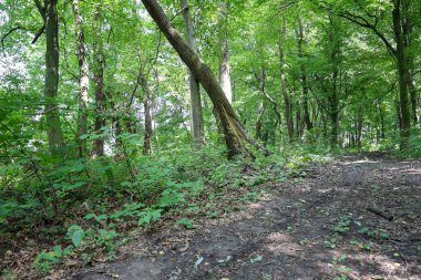 Ağaçların oluşturduğu yoğun yaprak döken bir ormana doğru giden bir orman yolu kalın yeşil bir gölgelik ve yumuşak bir yaprak halısı oluşturuyor. Bu çekim, doğanın karakteristik özelliği olan bir sükunet ve yalnızlık hissi veriyor..