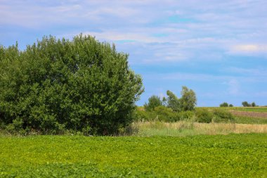 Parlak mavi bir gökyüzünün altında, yemyeşil bir tarlanın kenarında beyaz bulutlu, yemyeşil bir gölgeye yayılmış bir ağaç duruyor. Bu huzurlu kırsal alan, doğada bir yaz gününün karakteristik özelliği olan sükunet ve ahenk duygusunu taşır..