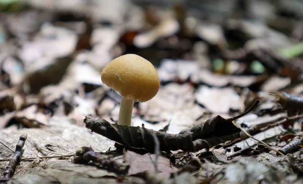 Düşen yaprakların arasından narin bir mantar çıkar ve yaşam ile çürümenin doğal döngüsü arasında pitoresk bir kontrastlık yaratır. Bu çekim doğanın kırılganlığını ve esnekliğini gösteriyor..
