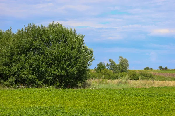 Parlak mavi bir gökyüzünün altında, yemyeşil bir tarlanın kenarında beyaz bulutlu, yemyeşil bir gölgeye yayılmış bir ağaç duruyor. Bu huzurlu kırsal alan, doğada bir yaz gününün karakteristik özelliği olan sükunet ve ahenk duygusunu taşır..