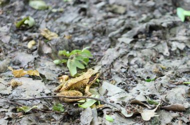 Bir kurbağa orman zemininde, düşmüş yaprak ve dalların arasında gizlenmiş ve avını bekliyor. Doğal çevresiyle mükemmel bir şekilde harmanlanıyor, vahşi doğanın güzelliğini vurguluyor..