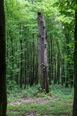 Yoğun yeşil bitki örtüsüyle çevrili, mantarlarla kaplı eski bir ağaç kütüğü olan büyülü bir orman manzarası. Bu resim, vahşi doğayı ve hayatın sürekli döngüsünü gösteren gizemli ve sakin bir atmosferi taşır..