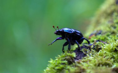 Kırmızı antenli mavi-siyah bir böcek yosunlu bir dalda sürünüyor. Bulanık yeşil arka plan böceğin parlak kabuğunu ve hareketini vurguluyor. Bu da vahşi yaşamın dinamik ve detaylı bir makro görüntüsünü oluşturuyor..