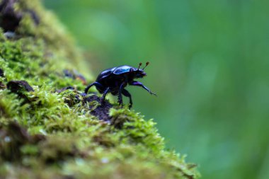 Kırmızı antenli mavi-siyah bir böcek yosunlu bir dala tırmanıyor. Yumuşak, bulanık yeşil arka plan böceğin parlak kabuğunu ve farklı detaylarını vurgular, dinamik ve çekici bir makro çekim yaratır..