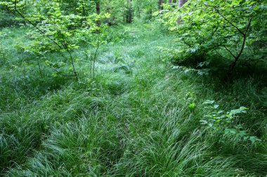 Uzun, yoğun, sallanan otlar bir ormanı kaplıyor. Ağaçların ve çalıların görüldüğü ormanın derinliklerine doğru uzanan doğal bir yol oluşturur. Gizem hissi yaratır..