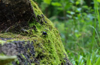 Mavi-siyah kabuklu küçük bir böcek, parlak, yemyeşil yosunlarla kaplı eski bir tahta kütüğün yamacında sürünür. Bu makro çekim mikro dünyanın eşsiz güzelliğini ve detaylarını yakalar, orman ekosunun canlı renklerini ve dokusunu vurgular.