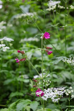 İnce yaprakları olan zarif pembe bir çiçek beyaz çiçekler ve yeşil bitki örtüsünün üzerinde yükselir. Çekim şekillerin ve renklerin zıtlığını vurguluyor, hassas ve resimsel bir doğal sahne yaratıyor..