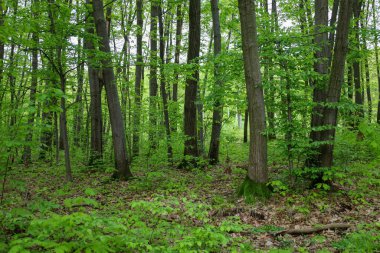 Parlak yeşil yapraklarla kaplı uzun, düz ağaçlarla dolu sık bir orman. Orman zemini düşmüş yapraklar ve genç bitki örtüsüyle kaplı. Huzur ve tazelik hissi yaratıyor..