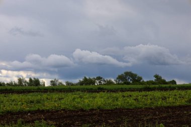 Yeni sürülmüş toprak ve yeşil bitkilerin oluşturduğu bir tarla geniş ve bulutlu bir gökyüzünün altında uzanıyor. Bulutlar gökyüzünün çoğuna hakim olurken, ufuktaki ağaçlar doğal bir sınır koyarken dramatik bir hava yaratıyor..