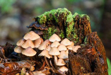 İnce saplı ve çan şeklinde kapaklı küçük mantar kümesi eski, çürüyen bir kütükte büyüdü. Açık renkleri, koyu, ıslak ahşap ve parlak yeşil yosunlarla çok uyumsuz..