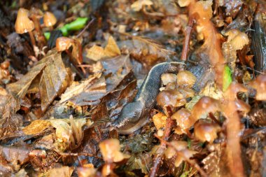 Sırtı kahverengi ve bedeni gri olan bir sümüklüböcek, ıslak sonbahar yaprakları üzerinde sürünür, küçük, parıldayan mantarlarla çevrilidir. Çekim, orman zemininin biyolojik çeşitliliğini vurgulayarak, vahşi yaşamın eşsiz bir anını ayrıntılı olarak yakalıyor..