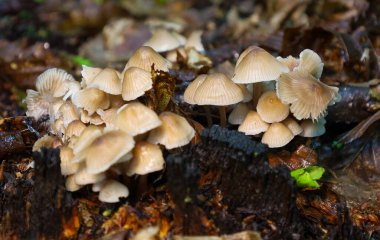 İnce saplı ve çan şeklinde şapkalı bir grup küçük mantar bir sonbahar ormanında ağaç kütüğünde ve düşen yapraklarda yetişir.. 