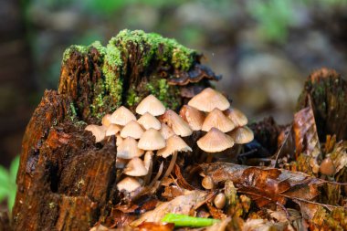 Açık renkli çan şekilli kapaklı küçük mantar kümesi parlak yeşil yosunlarla kaplı eski bir tahta kütüğün üzerinde yoğun bir şekilde büyür..