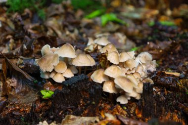 Düşen yaprakların arasında eski bir kütük üzerinde açık renkli bir mantar kümesi oluşmuş ve koyu, nemli zemin ile zıtlık yaratmış. Bazı mantarların çan şeklinde kapakları vardır, diğerleri daha düzdür ve yoğun bir küme oluştururlar..