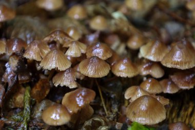 Bu makro çekim, ıslak ve düşmüş yapraklarla kaplı bir orman zemininde büyüyen küçük, parıldayan mantar kümesini yakalar. Bu fotoğraf orman hayatının detaylarını vurguluyor, çürümenin güzelliğini ve doğanın küçük evrenini vurguluyor..