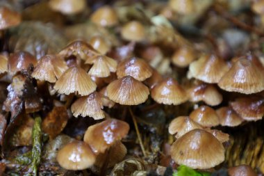 Bu makro çekim, ıslak ve düşmüş yapraklarla kaplı bir orman zemininde büyüyen küçük, parıldayan mantar kümesini yakalar.. 