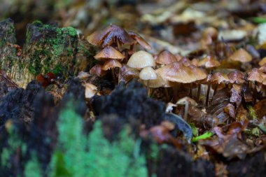 Bu detaylı çekim, orman zemininde nemli yapraklar ve yosunlar arasında gelişen küçük, parıldayan mantar kümesini gösteriyor. Görüntü, doğanın etkileşimlerine odaklanarak ormanlık mikro evrenin karmaşık güzelliğini vurgular..