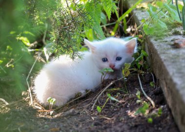 Mavi gözlü küçük beyaz bir kedi yavrusu bir bahçenin gölgesinde oturuyor, doğrudan ileriye bakıyor. Yeşil bitkilerin arasına yerleşmiş, evcil hayvan ve doğa fotoğrafçılığı için mükemmel şirin ve hassas bir sahne yaratıyor..