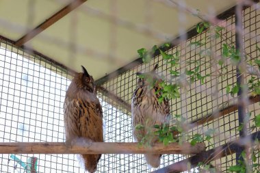 Bir çift görkemli kartal baykuş bir kuşhanenin içindeki ahşap bir dalda oturuyor. Çizgili tüyleri ve büyük gözleri çarpıcı bir görüntü oluşturuyor. Kuşlar sakin görünüyor, esaret altında doğal güzelliklerini gösteriyorlar..