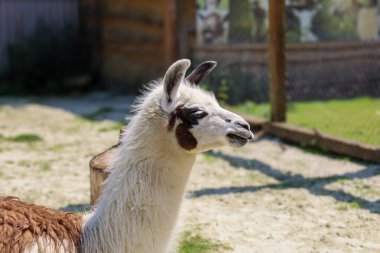 İki lama bir muhafaza içinde duruyor, biri kısmen çerçevede, kahverengi kürkünü gösteriyor. Ana odak noktası, kafasında kahverengi lekeler olan beyaz kürkü olan ikinci lama.. 