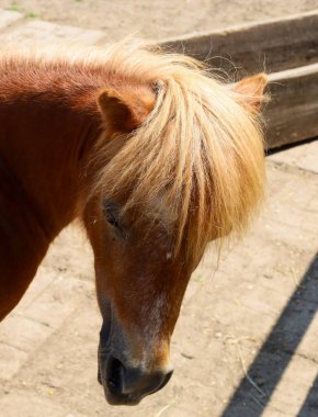 Güneşli bir günde bir çiftlikte huzur içinde duran kırmızı yeleli küçük bir midillinin büyüleyici portresi. Görüntü, bu hayvanın sakinliğini ve güzelliğini taşralı yaşamı ve doğayla olan bağını mükemmel bir şekilde gösteriyor..