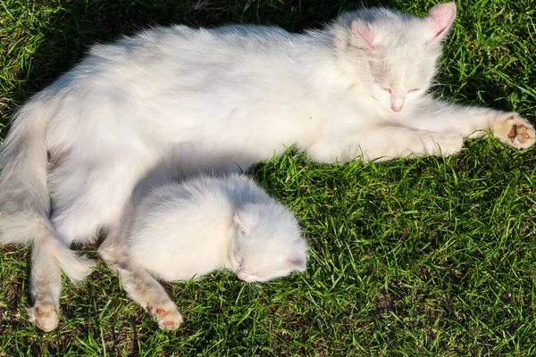 Küçük tüylü bir kedi yavrusu, güneş ışınlarıyla aydınlatılmış yeşil çimlerin üzerinde büyük beyaz bir kedinin yanında uyuyor. Bu huzurlu sahne, bir anne ile çocuğunun açık havada birlikte dinlenmelerini gösteriyor..
