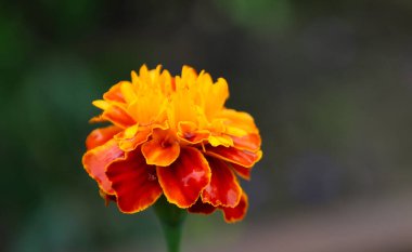 Canlı turuncu kadife çiçeği, sarı ile koyu kırmızı arasında değişen bir renk. Yapraklarındaki zengin renkler ve küçük su damlacıkları fotoğrafa taze ve dinamizm hissi veriyor, doğal mükemmelliğini vurguluyor..