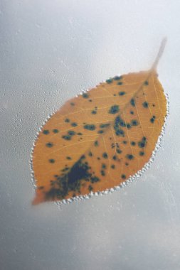Siyah benekli altın bir sonbahar yaprağı sisli bir pencereye nazikçe yapışır ve etrafında kabarcıklardan bir halka oluşturur. Bu resim, eşsiz ama melankolik güzelliğini yansıtan bir sonbahar atmosferi yaratıyor..