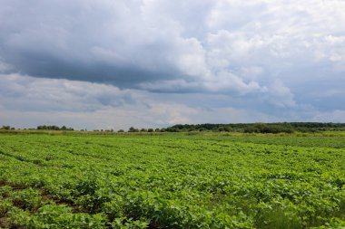 Uçsuz bucaksız bir tarla, genç, yeşil bitkilerle bezenmiş, bulutlu bir gökyüzünün altında ufka kadar uzanıyor. Toplanan bulutlar manzaraya yaklaşan bir fırtına hissi veriyor..