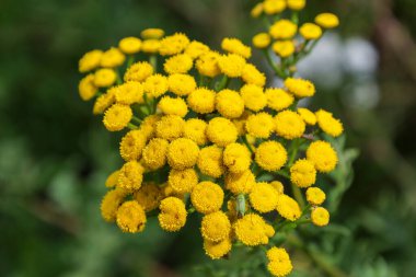 Parlak sarı çiçeklerin kabarıklığı, neredeyse tüm çerçeveyi kaplıyor, yaz doğasının zenginliğini aktarıyor. Detaylı çekim her küçük çiçeği gösteriyor ve yeşil bulanık arka plan zengin rengini vurguluyor..
