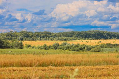 Orman kemerlerine bölünmüş birkaç tarlaya sahip kırsal bir manzara çok resimsel görünüyor. Parlak sarı ve yeşil gölgelerin kontrastı bu manzaraya özel bir güzellik katıyor ve gökyüzündeki bulutlar genel uzay ve sükunet duygusunu tamamlıyor..