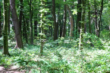 Derin bir perspektif, ağaç gövdeleri ve yeşil çalıların iç içe geçtiği yoğun bir ormanı gösterir. Işık yaprakları delip geçiyor, yeşil çalılıkları aydınlatıyor ve büyülü bir atmosfer yaratıyor..