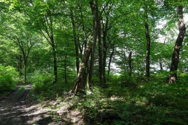 Aşırı büyümüş bir patika, ağaçların arasından süzülen güneş ışınlarının olduğu sık bir ormanın derinliklerine çıkar. Yeşillik ve ışıkla dolu bu manzara sizi yürüyüşe davet ediyor ve doğanın sükunetini hissediyorsunuz..