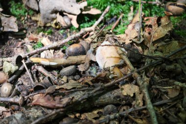 İlginç bir dokusu olan canlı bir mantar düşmüş yaprak ve dal tabakalarını delip geçer. Detaylı bir makro çekim orman florasının tüm ince ayrıntılarını ve özelliklerini vurgular. Bu tüm güzelliğiyle vahşi doğanın canlı bir örneği..