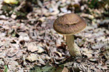 Uzun bir gövde üzerinde yuvarlak kahverengi bir şapka ile bir huş ağacı bolete mantarı ormanda büyüyor. Düşen yaprak ve dallardan oluşan kuru orman tabanı mantarın benzersizliğini vurguluyor..