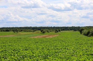 Mavi gökyüzünün altında, beyaz bulutlu uçsuz bucaksız yeşil alanlar. Ufukta çeşitli bitkiler ve orman tepeleri olan düz arazi bir huzur ve özgürlük hissi yaratıyor..