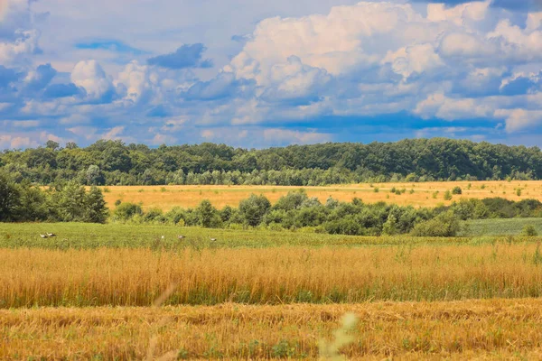 Orman kemerlerine bölünmüş birkaç tarlaya sahip kırsal bir manzara çok resimsel görünüyor. Parlak sarı ve yeşil gölgelerin kontrastı bu manzaraya özel bir güzellik katıyor ve gökyüzündeki bulutlar genel uzay ve sükunet duygusunu tamamlıyor..