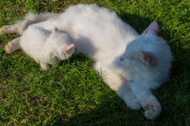 İki tüylü beyaz kedi yeşil çimlerde dinleniyor, güneşli bir günün tadını çıkarıyorlar. Anne ve yavrusu yan yana uzanmış şefkat ve sükunet göstererek rahat ve huzurlu bir ortam yaratıyor..